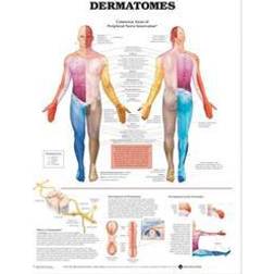 Dermatomes Chart (Paperback, 2003)