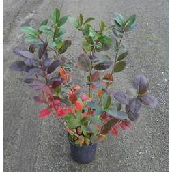 Aronia Melanocarpa Aron Prydbusk