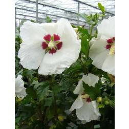 Hibiscus syriacus 'Red Heart' Sommerblomst