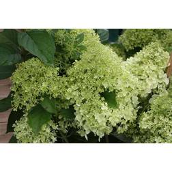 Hydrangea Paniculata 'Limelight'