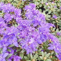 Rhododendron 'Purple Gem'