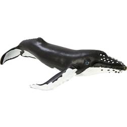 Safari Humpback Whale 202029