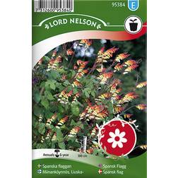 Nelson Garden Spanish Flag 14 pack