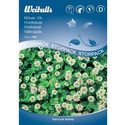 Weibulls Hvidkløver Sommerblomst