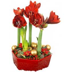 Flowerhouse.se Amaryllis Group Deluxe