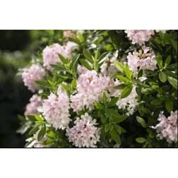 Rhododendron 'Bloombux'