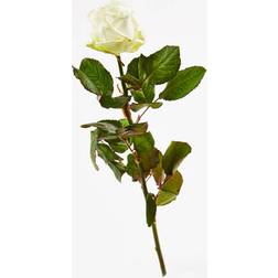 Bloomit Nedkastningsrose - Hvid