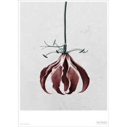 Vissevasse Botanica Gloriosa Superba Plakat 50x70cm