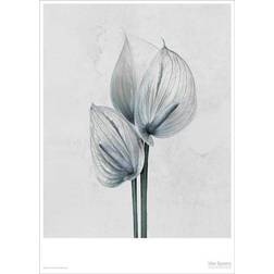 Vissevasse Botanica Anthurium Andreanum Plakat 50x70cm