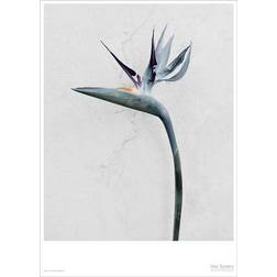 Vissevasse Botanica Strelitzia Reginae Plakat 50x70cm