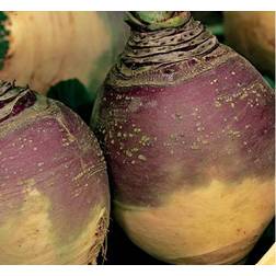 Seklos Turnip Dalibor Grøntsagsfrø