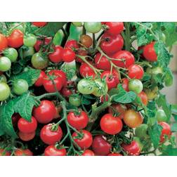 Seklos Tomato Vilma Grøntsagsfrø