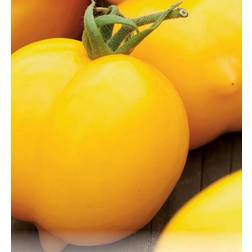 Seklos Tomato Citrina Grøntsagsfrø