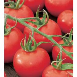 Seklos Tomato Spencer Grøntsagsfrø