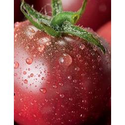 Seklos Tomato Black Cherry Grøntsagsfrø