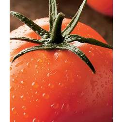 Seklos Tomato Duo Grøntsagsfrø