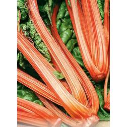 Seklos Swiss Chard Rhubarb Chard