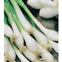 Seklos Onion White lisbon