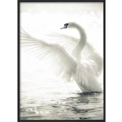 Estancia Swan Plakat 30x40cm