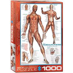 Eurographics The Muscular System 1000 Pieces