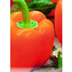 Seklos Sweet Pepper Andrea Grøntsagsfrø