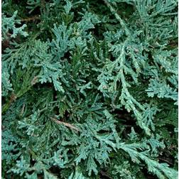 Juniperus Horizontalis