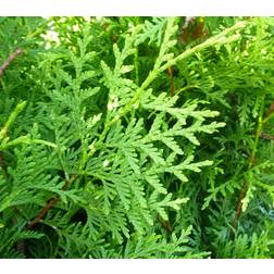 Thuja Brabant 100-125cm 10-pack