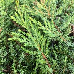 Juniperus Communis