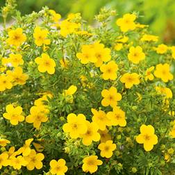 Potentilla Fruticosa 10 pack