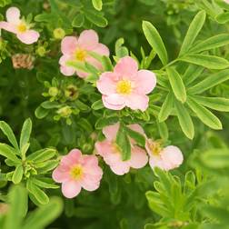 Potentilla Fruticosa