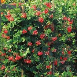 Lonicera Brownii