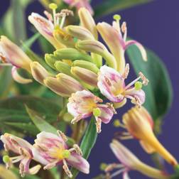 Lonicera Henryi