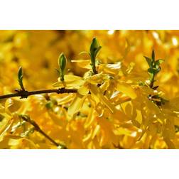 Forsythia Prydbusk