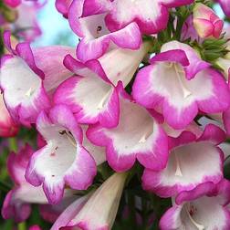 Penstemon Staude