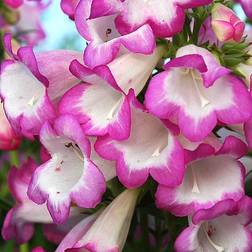 Penstemon