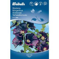 Weibulls Morgenfrue