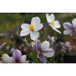 Anemone Staude
