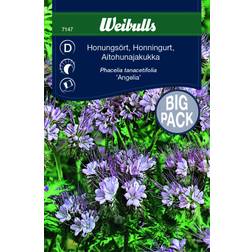 Weibulls Honungsört Storport Blomsterfrø