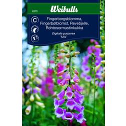 Weibulls Fingerborgsblomma Mix Blomsterfrø