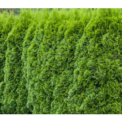 Thuja Occidentalis