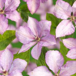Clematis Margaret Hunt