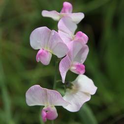 Lathyrus Latifolius Prydbusk
