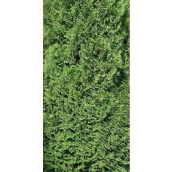 Thuja Occidentalis