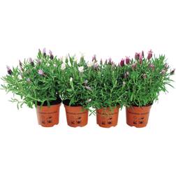 Sommerfugle Lavendel Potteplante