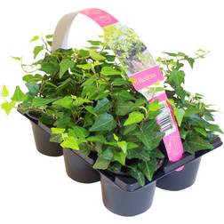 Efeu Hedera 6pcs Prydbusk