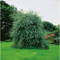 Pyrus Salicifolia Pendula