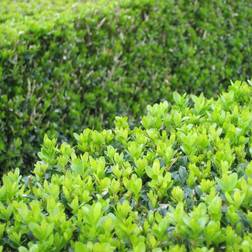 Buxus Microphylla