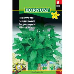 Hornum Peppermint