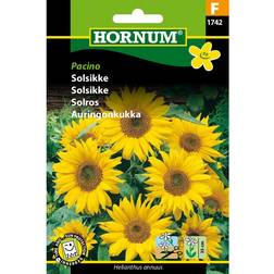 Hornum Sunflower Pacino