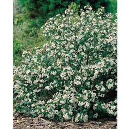 Aronia Melanocarpa Hugin